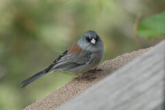 Junco hyemalis caniceps