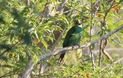 Aulacorhynchus prasinus