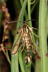 Pyropteron triannuliformis