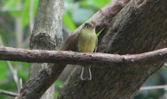 Empidonax flavescens