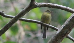 Empidonax flavescens