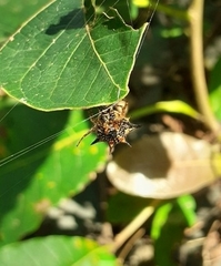Macracantha hasselti