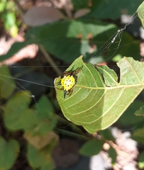 Macracantha hasselti