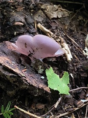 Peziza griseorosea
