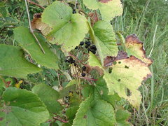 Vitis ficifolia