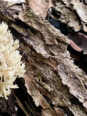 Peziza griseorosea