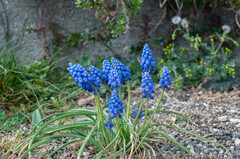 Muscari armeniacum