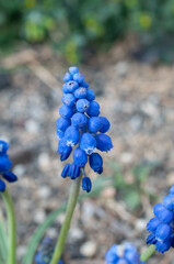 Muscari armeniacum