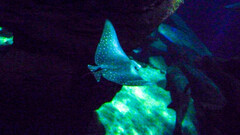 Aetobatus