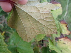 Vitis ficifolia