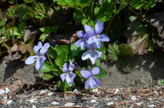 Viola reichenbachiana