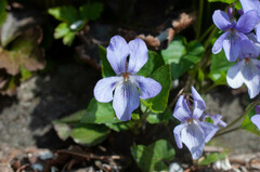 Viola reichenbachiana