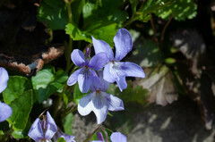 Viola reichenbachiana