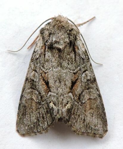 Vicina Dart photo 3