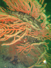 Haploblepharus pictus