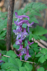 Corydalis cava