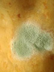 Penicillium