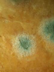 Penicillium