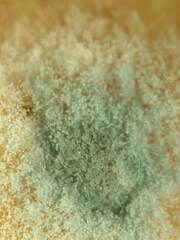Penicillium