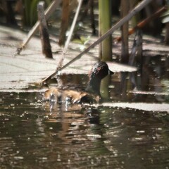 Tachybaptus ruficollis capensis