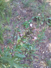 Cirsium arvense