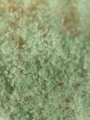 Penicillium