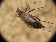 Vesperus xatarti
