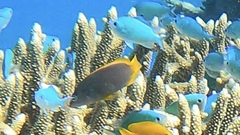 Cephalopholis cyanostigma