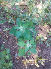 Chenopodium album
