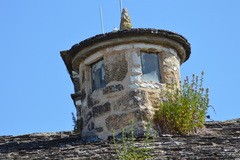 Campanula versicolor