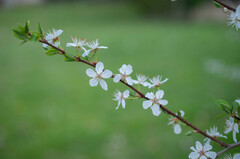 Prunus × syriaca
