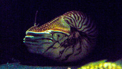 Nautilus pompilius