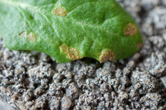 Puccinia