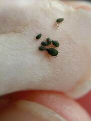 Aphididae