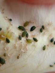 Aphididae