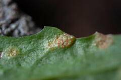 Puccinia