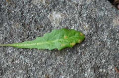 Puccinia