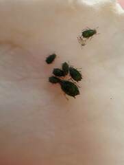 Aphididae