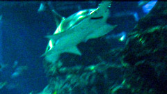 Pristiophoriformes