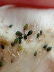 Aphididae