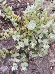 Atriplex leucophylla
