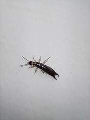 Euborellia annulipes