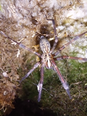 Eratigena inermis