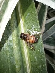 Apis mellifera