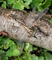 Phanogomphus militaris