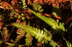 Dryopteris affinis