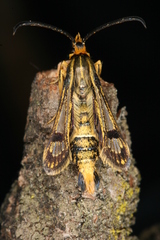 Chamaesphecia hungarica