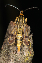 Chamaesphecia hungarica