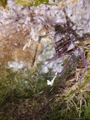 Eratigena inermis