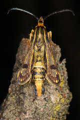 Chamaesphecia hungarica